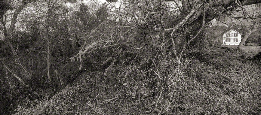 Pescadero Creek Overgrowth and Farm House, Ⓒ don gogg 2013, all rights reserved.